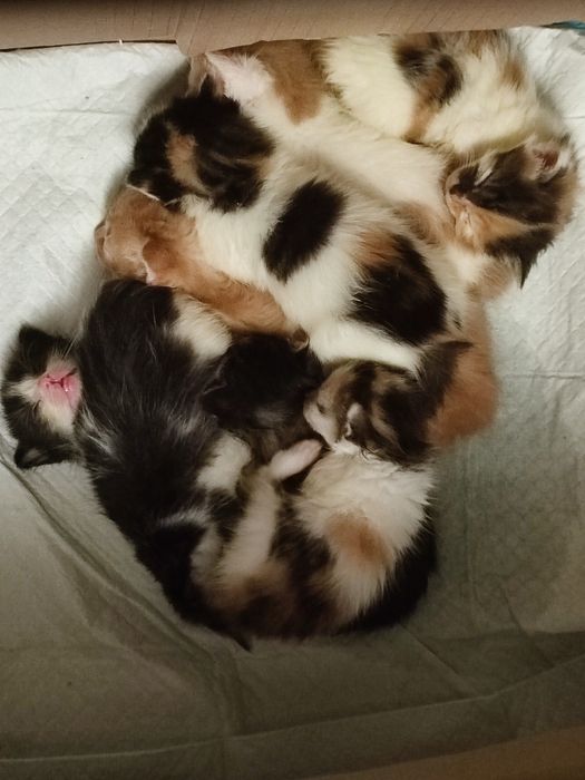 Kocia mama  do adopcji. Kotki zarezerwowane