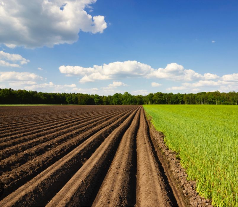 Продам пай 5га + посадка можливо розширити