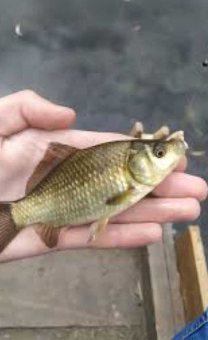 Продам живу рибу раки