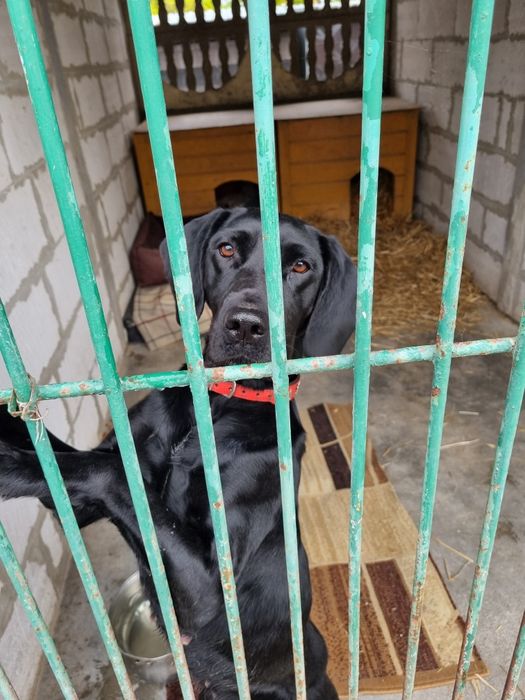 Afa - młodziutka, energiczna suczka w typie rasy!