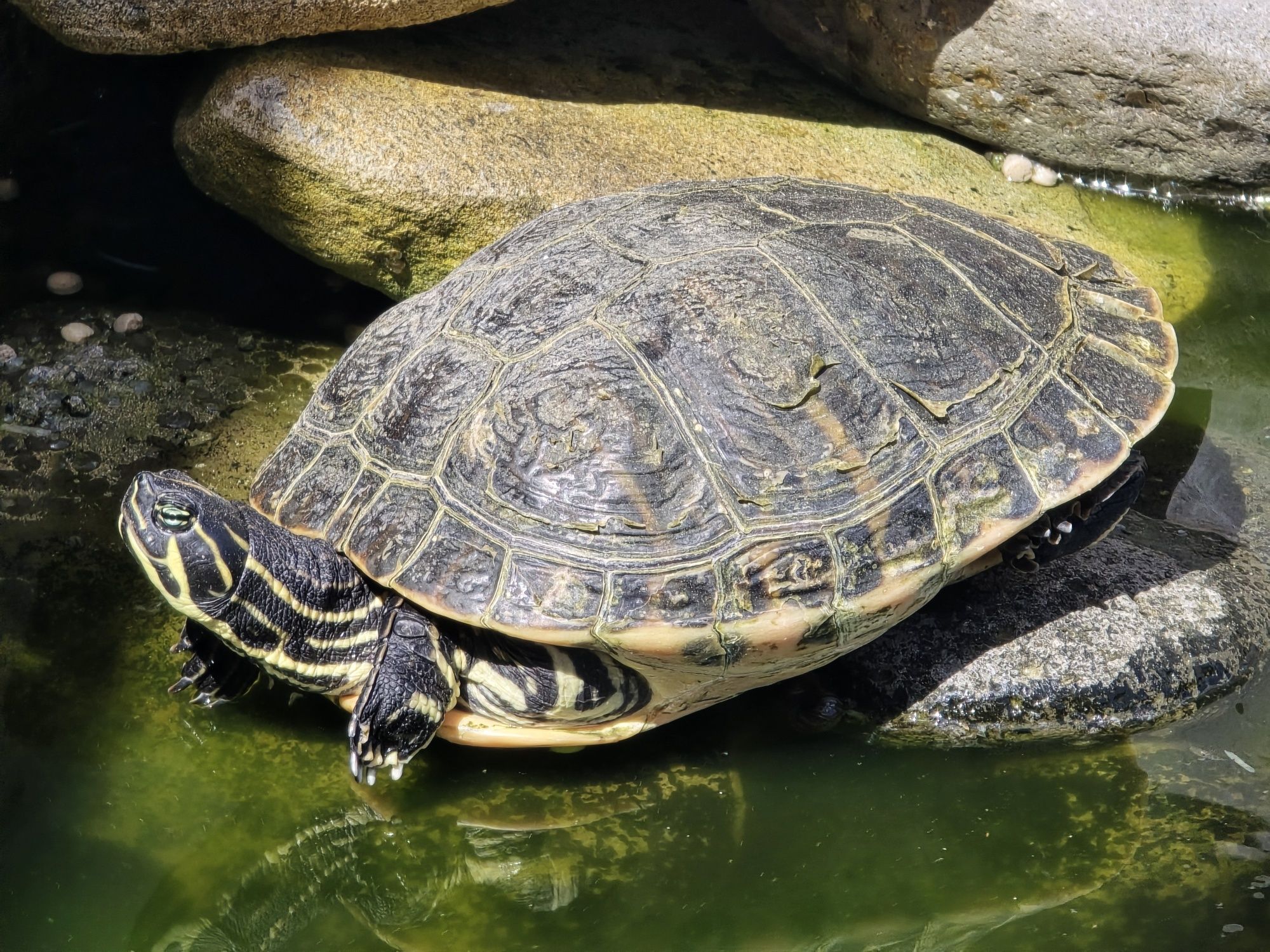 Tartarugas aquáticas