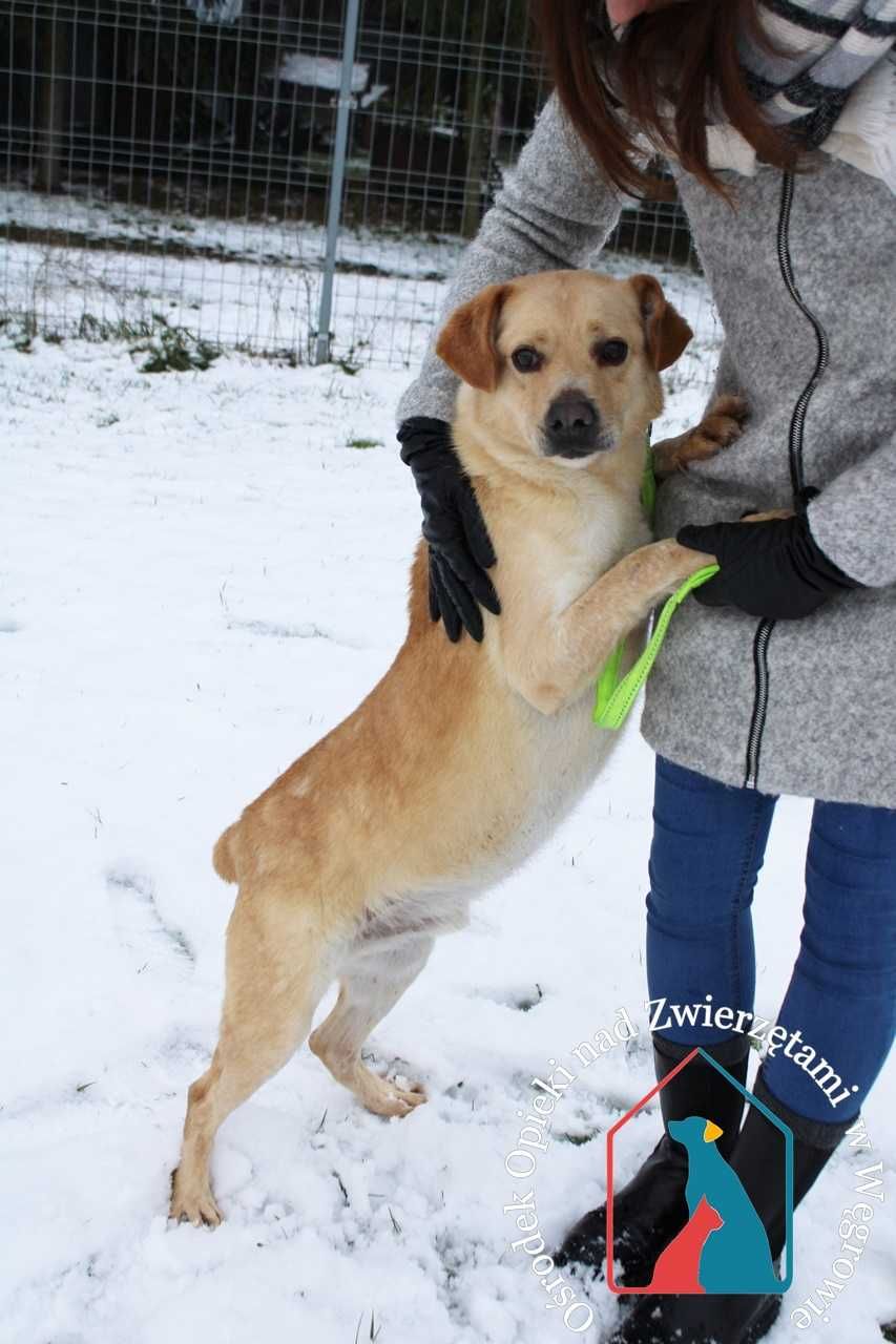 PIĘKNY, mądry, przyjacielski - CUDNY psiak traci czas w azylu !!!