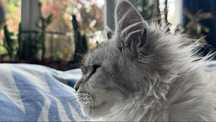 Maine coon Kocurek