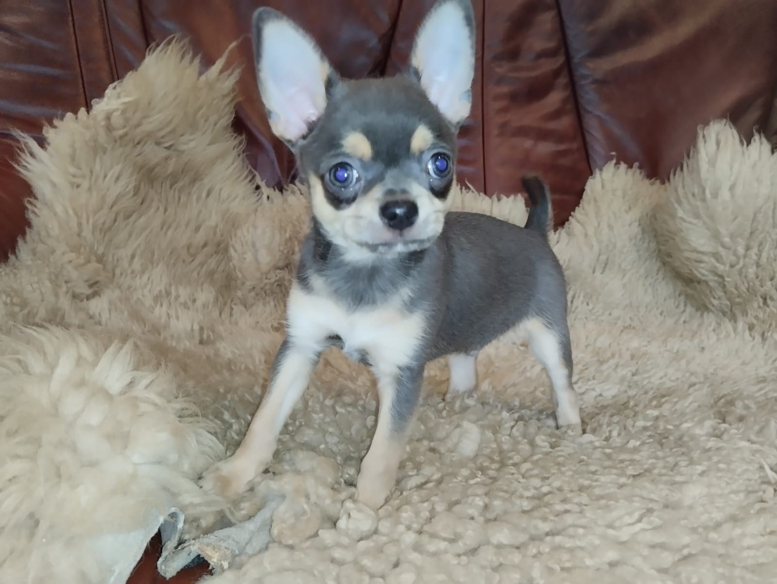 Chihuahua,  mini piesek,  piesek