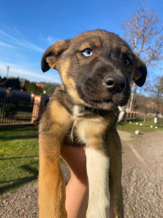 Цуценята в добрі руки