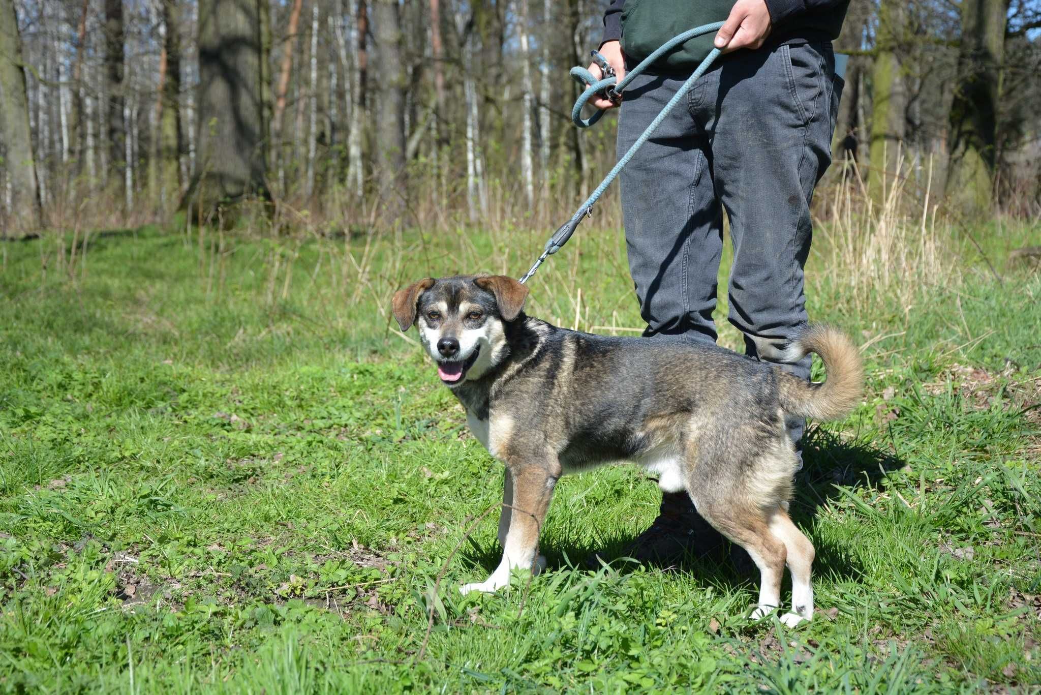 Gwizdek - psiak szukający domu, takiego na stałe - do adopcji