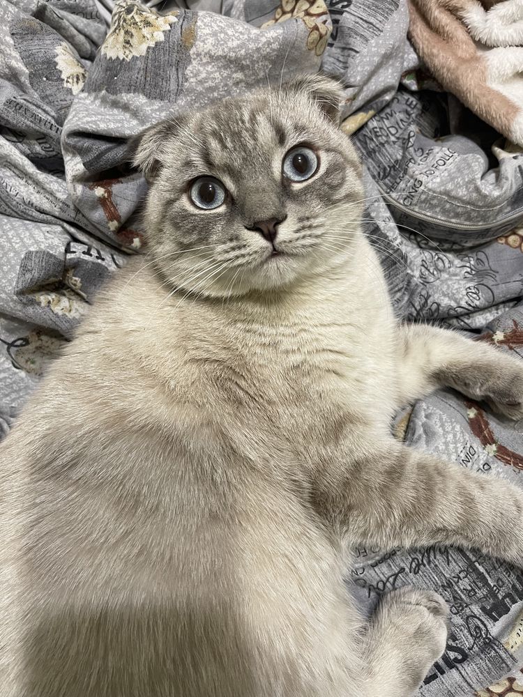 Шикарный вислоухий котик Оскар ищет невесту