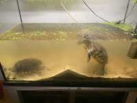 Żółwie wodno-lądowe