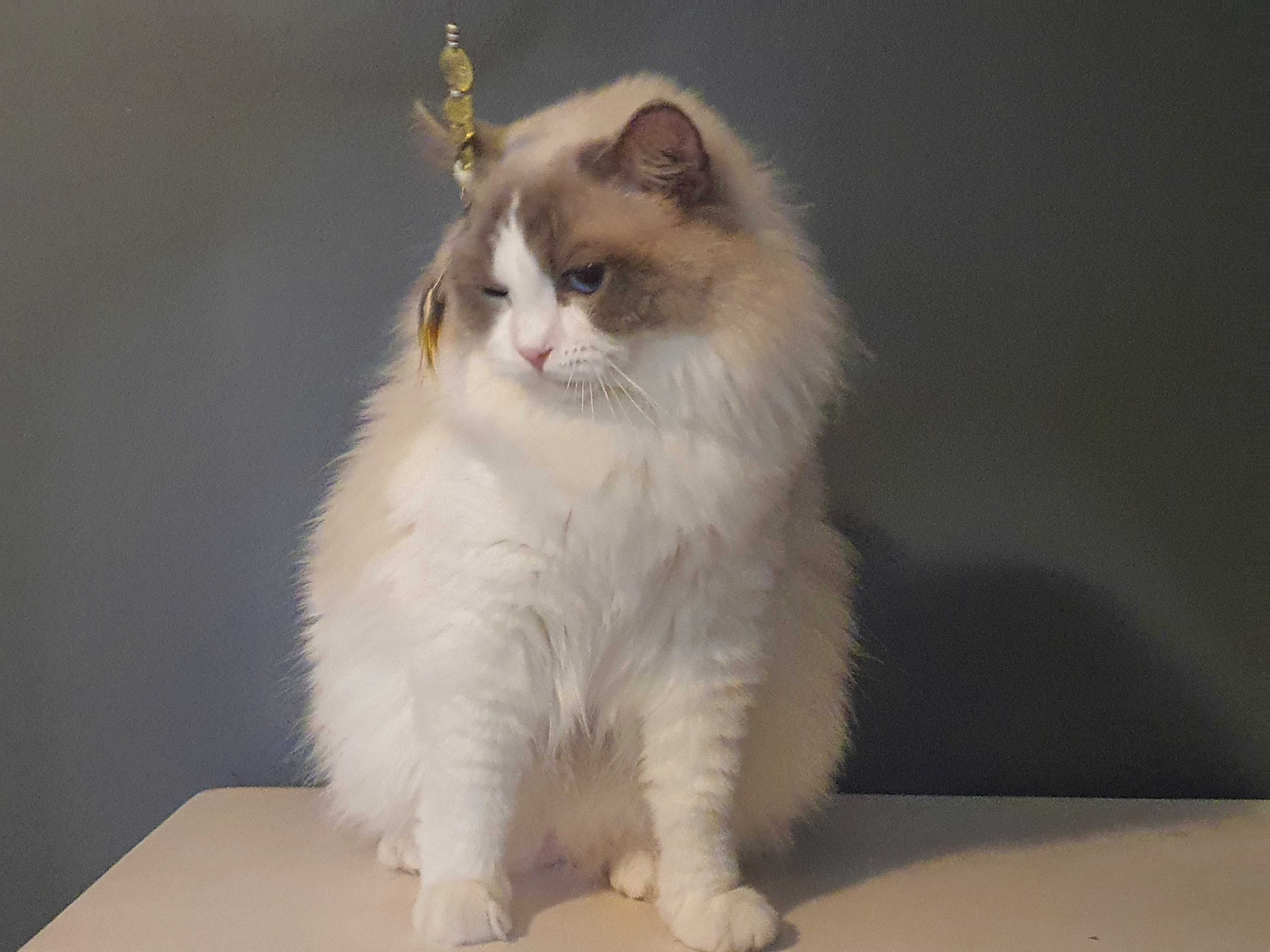 Ragdoll przepiekny kocurek blue bicolour wspanialy rod.FPL Hodowlany