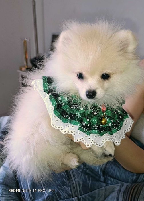 Szpic miniaturowy. Malutki pomeranian.