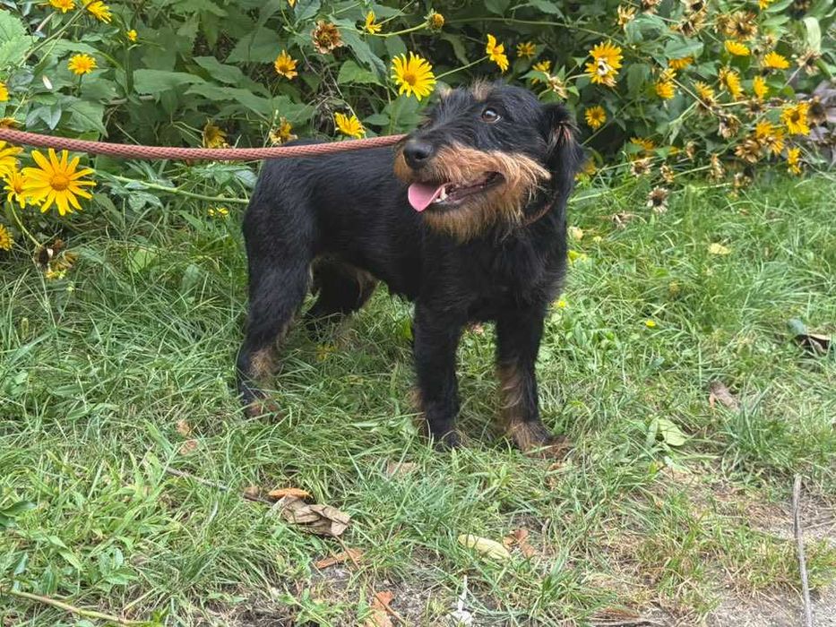 Helka- śliczna terierka do adopcji