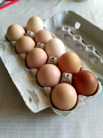 Jajka jajko wiejskie każda ilość