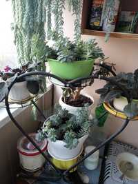 продается комнатное растение кактус "каменный цветок" два вазона