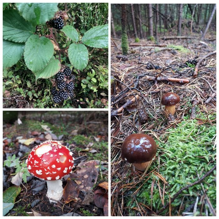Domek, domki w górach z widokiem na Pieniny,Tatry i j. Czorsztyńskie
