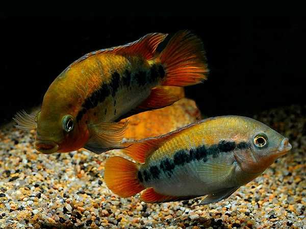 Pielęgnica miodowa - Herotilapia multispinosa - dowóz, wysyłka