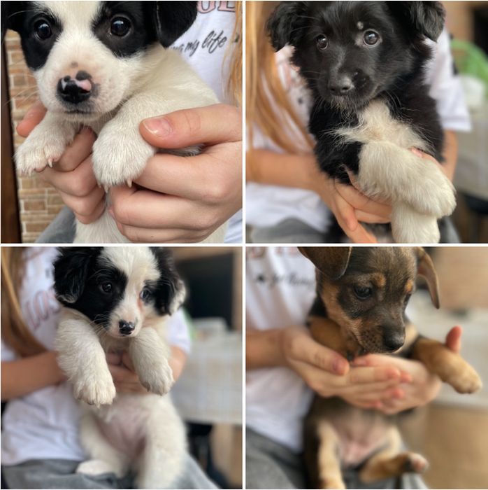 Szczeniak szczeniaki