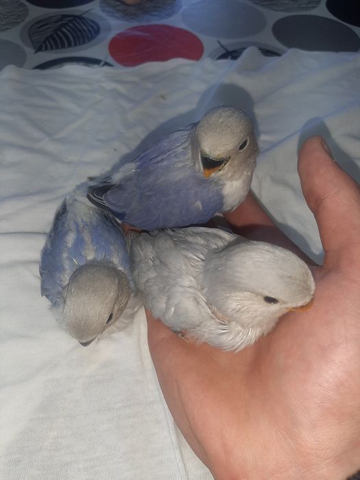 Agapornis Domesticados