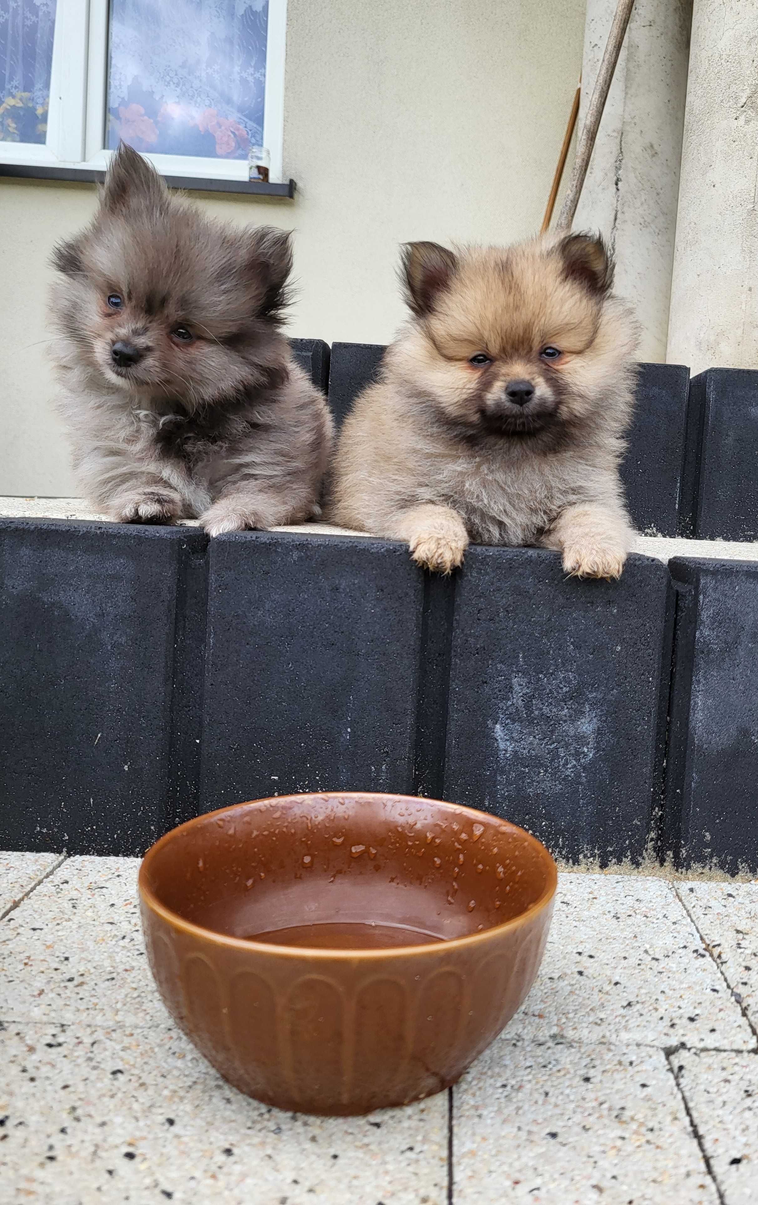 szpic miniaturowy pomeranian