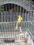 Canário Amarelo Macho