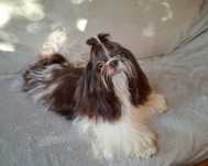 Shih-tzu Suczka Czekoladowa