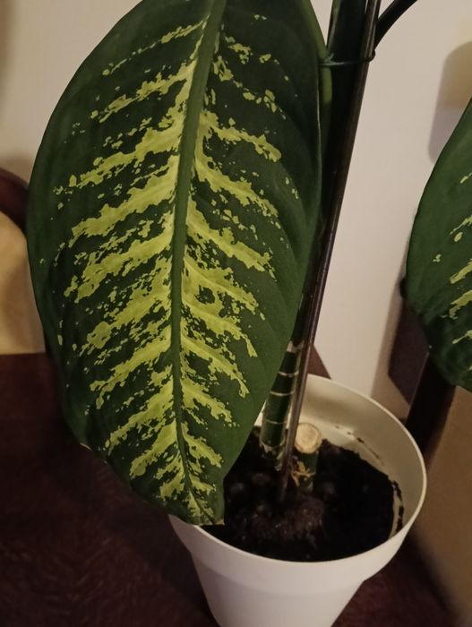 Planta trepadeira com 1.10m de altura