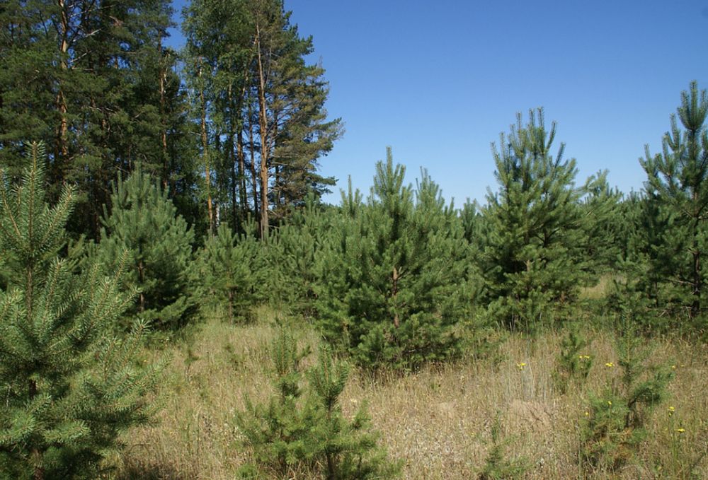 Сосна натуральная новогодняя + доставка