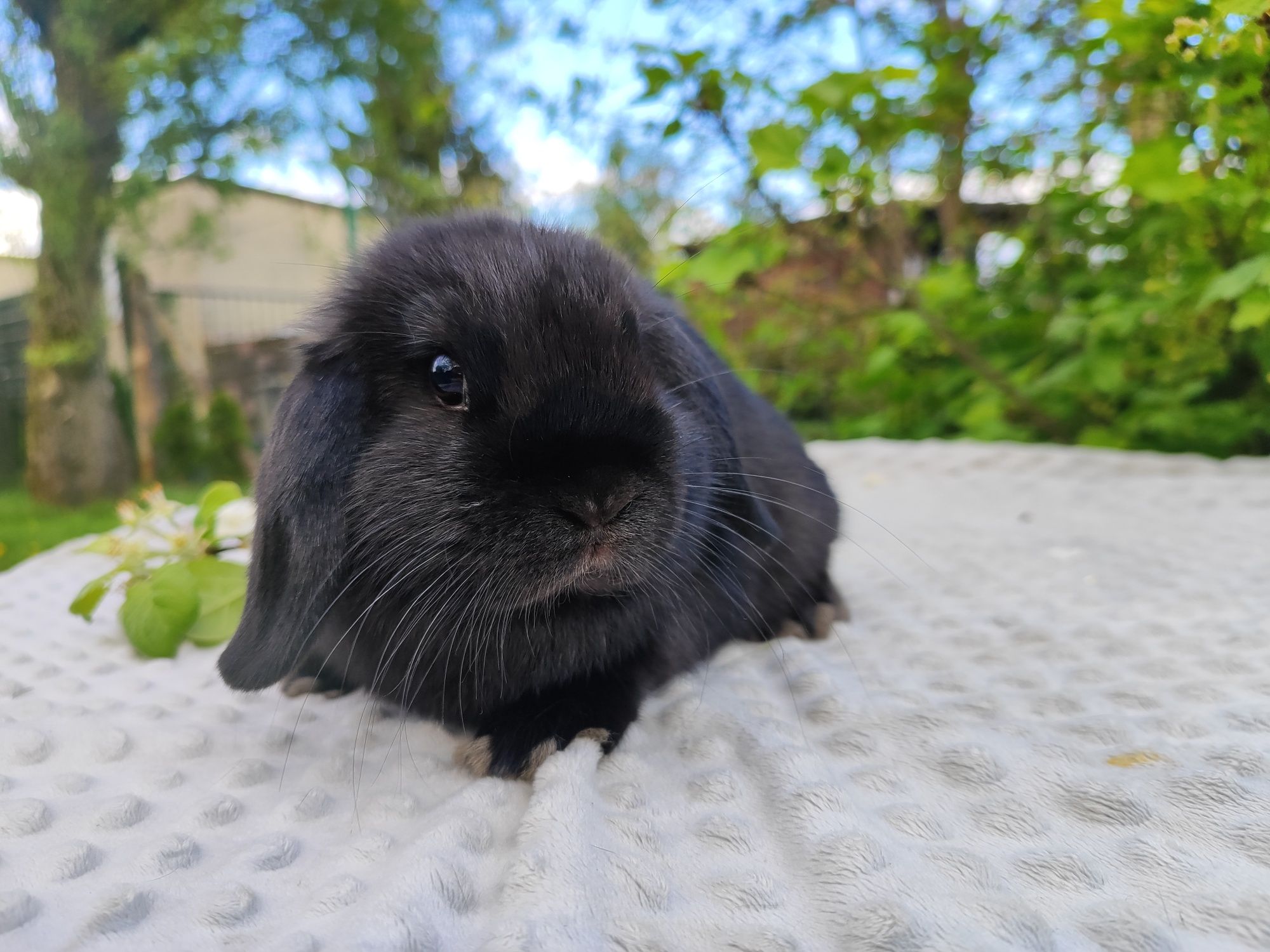 Mini lop rasowy metryka legalna hodowla królik miniaturka baranek