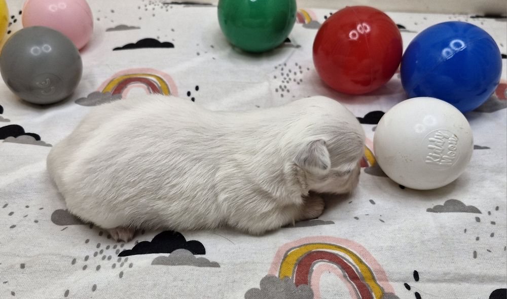 Chihuahua suczka długowłosa