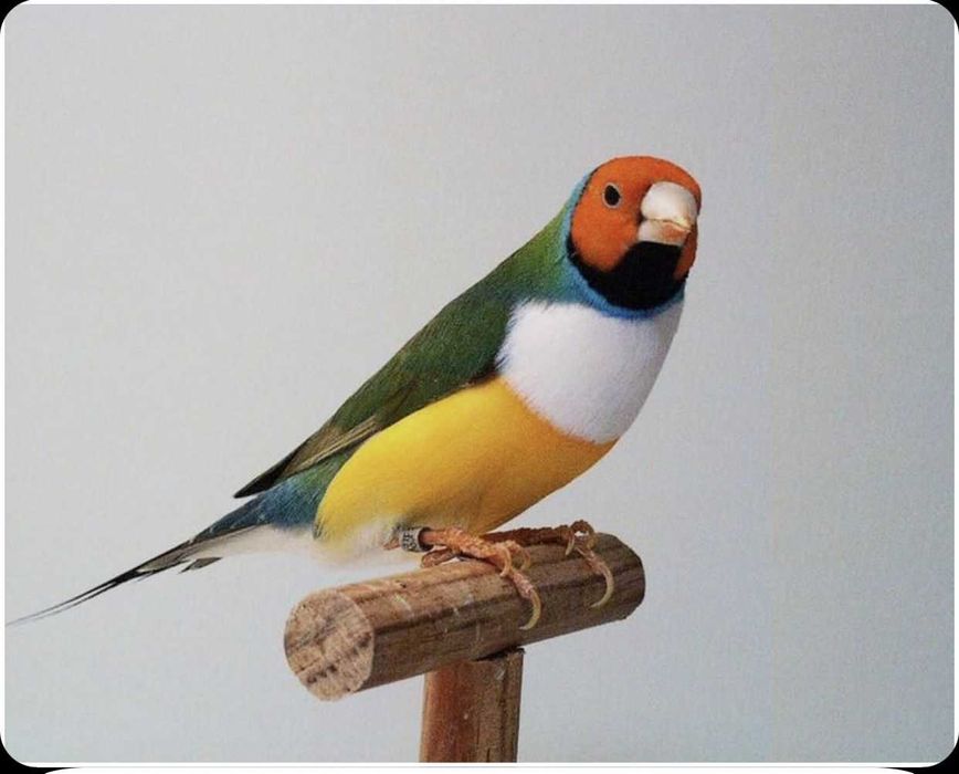 Diamantes gold e outras aves Domésticadas