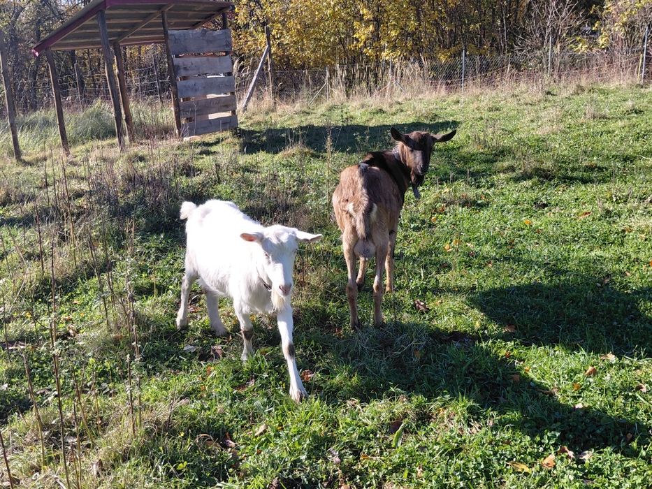 Cap capek kozioł koziołek ur. 23.07.2025