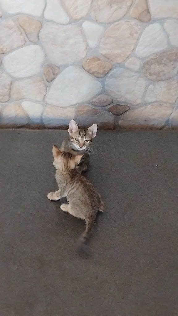 Dou gatinhos meigos e fofos