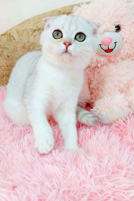 Шотландський ручний котик шиншилка