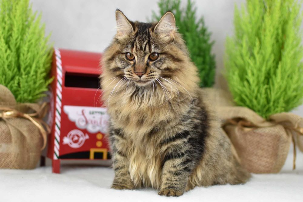 Kurylski Bobtail- Kocięta Rodowód FPL/FIFE- Hodowla Dynastia Kuryla*PL