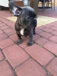 Buldog francuski piesek blue metryczka , czip, wyprawka