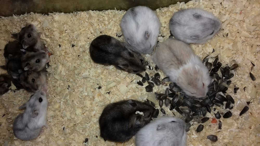 Карликовые цветные хомячки