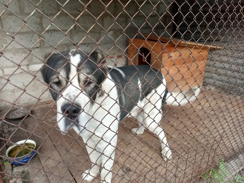 Кобель Алабая в'язка