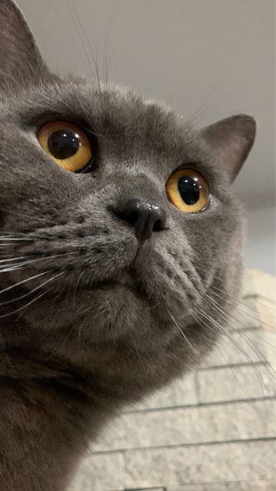 Вʼязка з Британцем