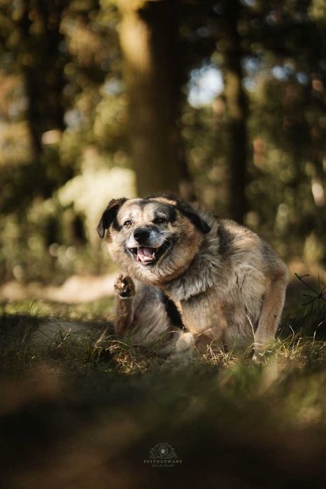 Hagi duży puchaty misiek czeka na dom ADOPCJA