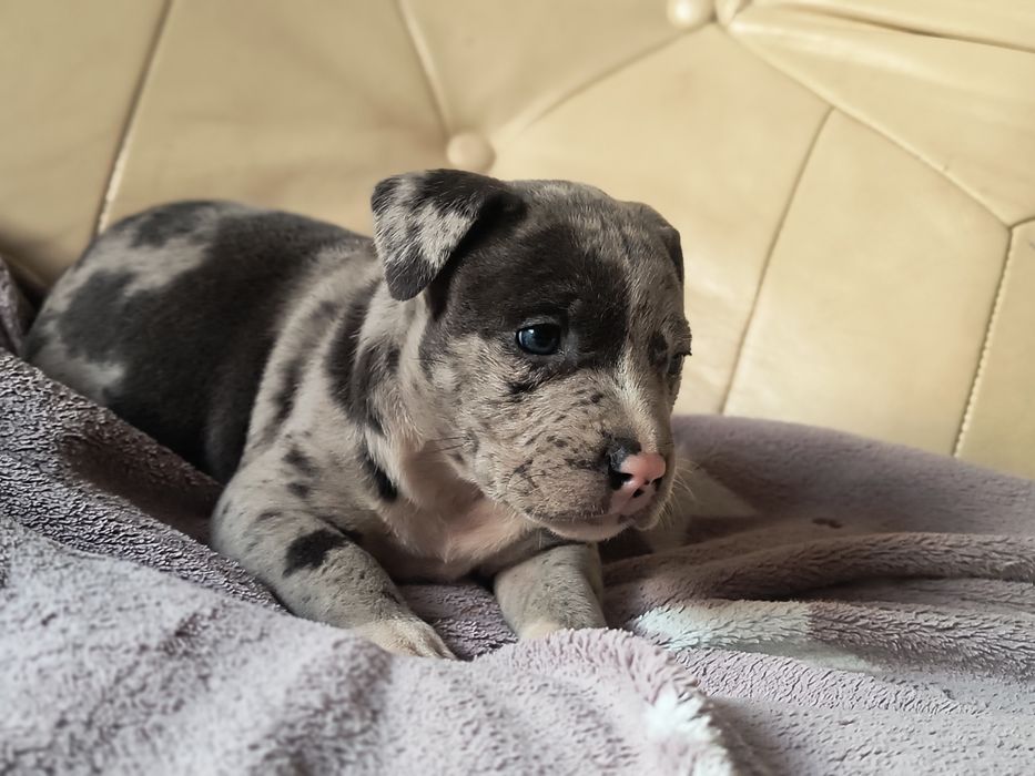 Amerycan Stafford terrier  suczka