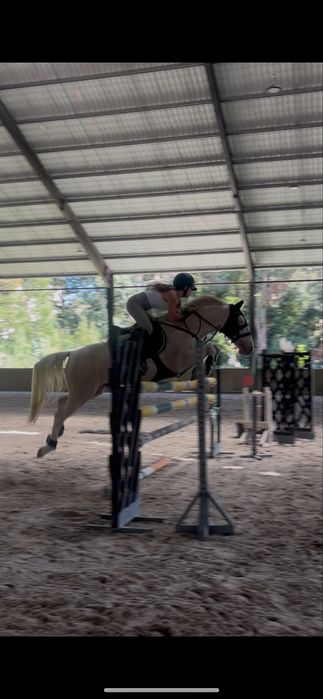 Cavalo experiente nos obstaculos