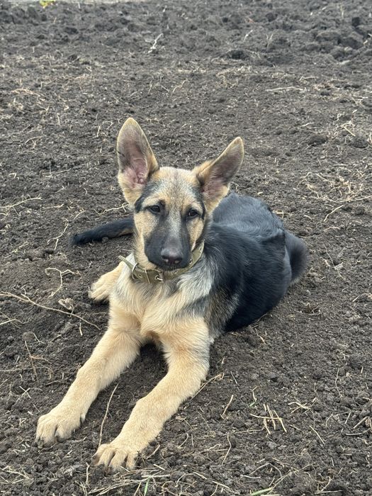 Оттам немецкую овчарку