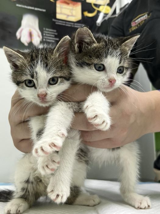 Кошенята шукають родини