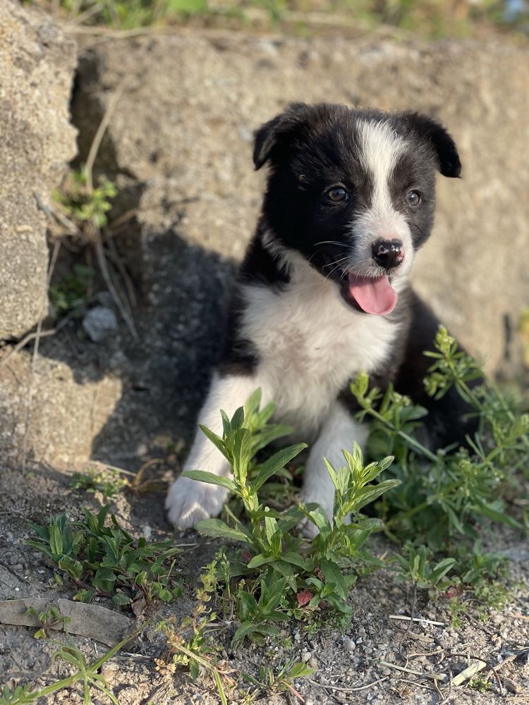 Border Collie fêmea