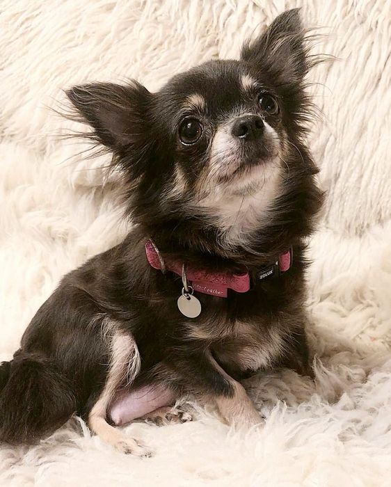 NAJPIĘKNIEJSZA MINI Królewna chihuahua. Cudna sunia !