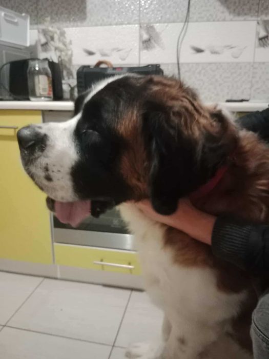 Oddam za darmo bernardyna Matiego