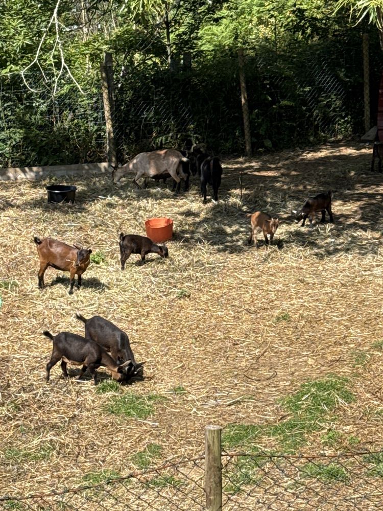 Vendo Cabras Macho / Fêmea