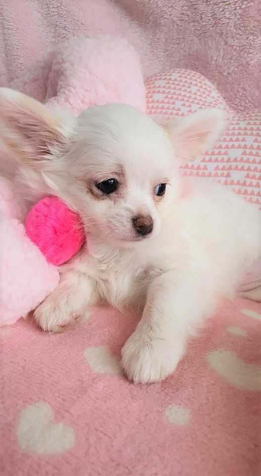 Chihuahua Piesek z Rodowodem. Do odbioru. Mini.