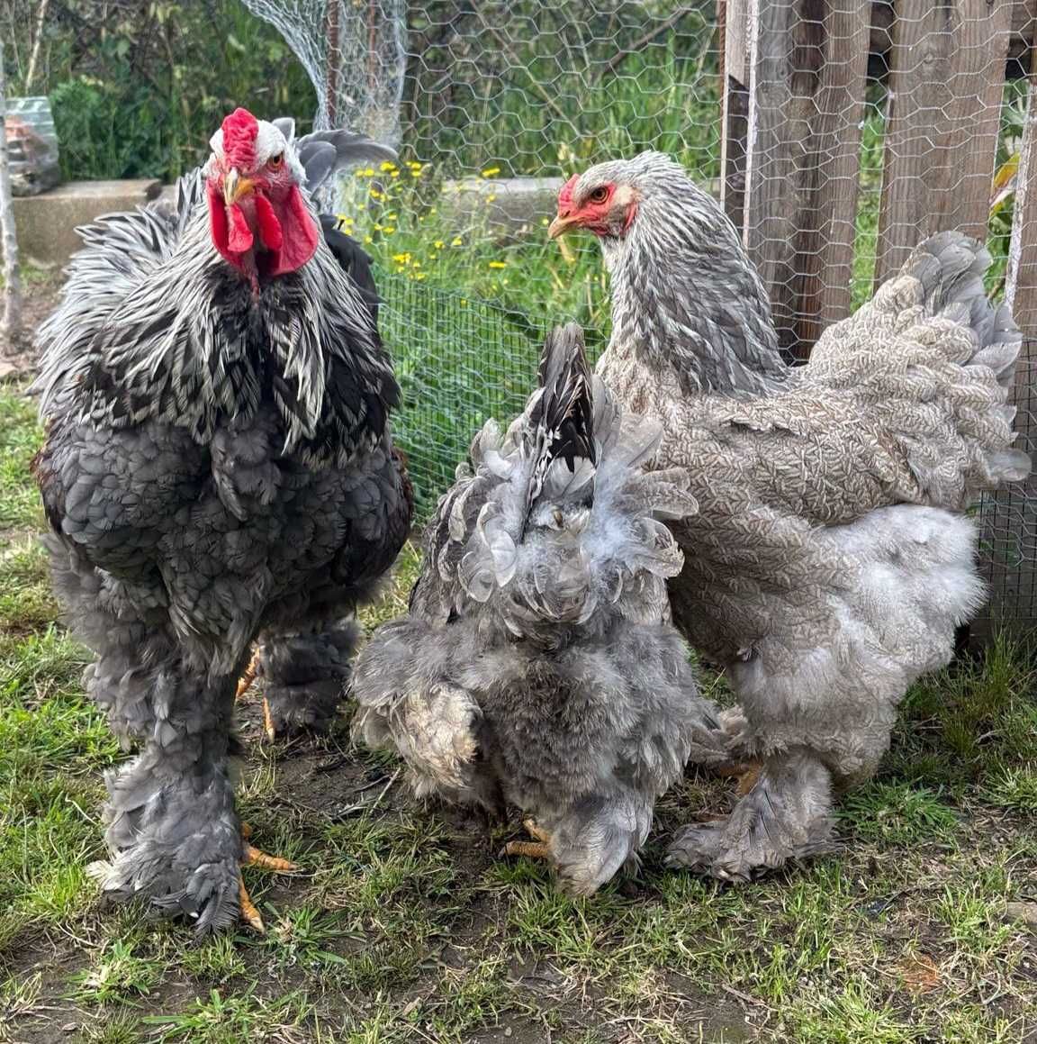 Ovos galados/ férteis de brahma BSO