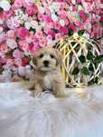 Maltipoo słodki, wyjątkowy, mądry szczeniak wyprawka rodowód