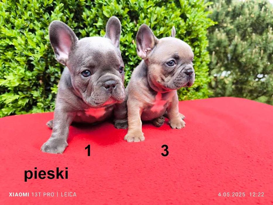 Piękny piesek Jankes buldog francuski błękitny